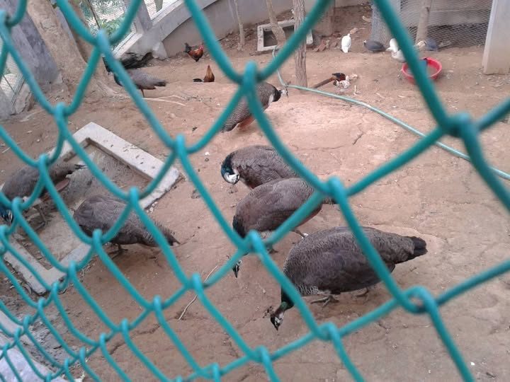 এভিয়ারি অ্যান্ড ইকো পার্ক: ছবি ৪