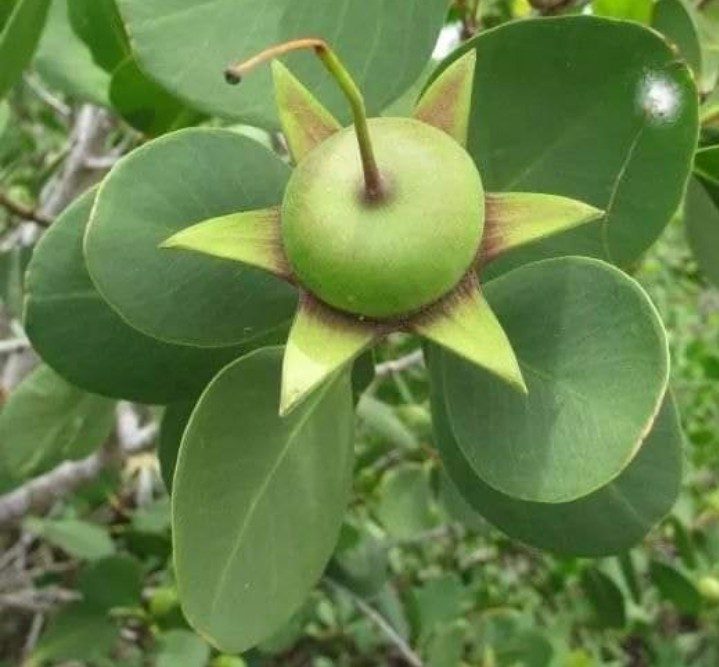 গোড়াপদ্মা: ছবি ৫