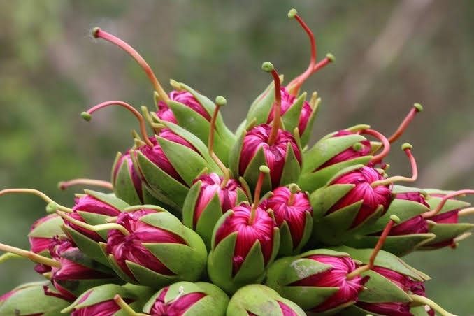 গোড়াপদ্মা: ছবি ৬