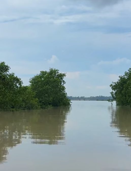 গোড়াপদ্মা: ছবি ৭