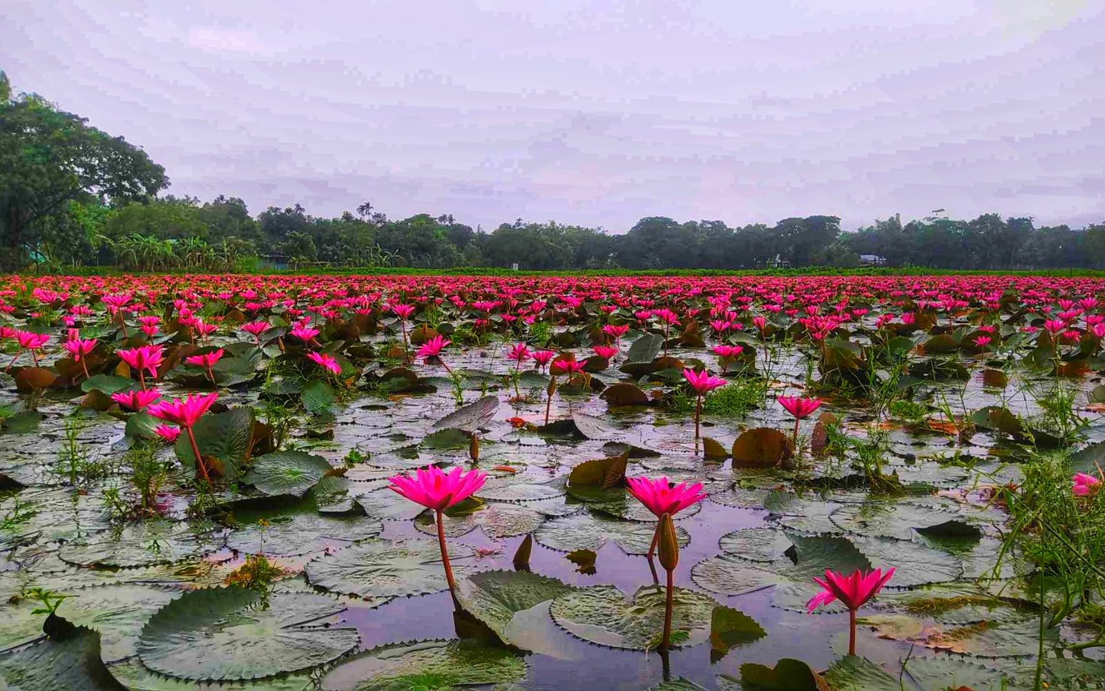 নাড়িয়াপাড়া লাল শাপলা বিল, নেত্রকোণা সদর, নেত্রকোণা