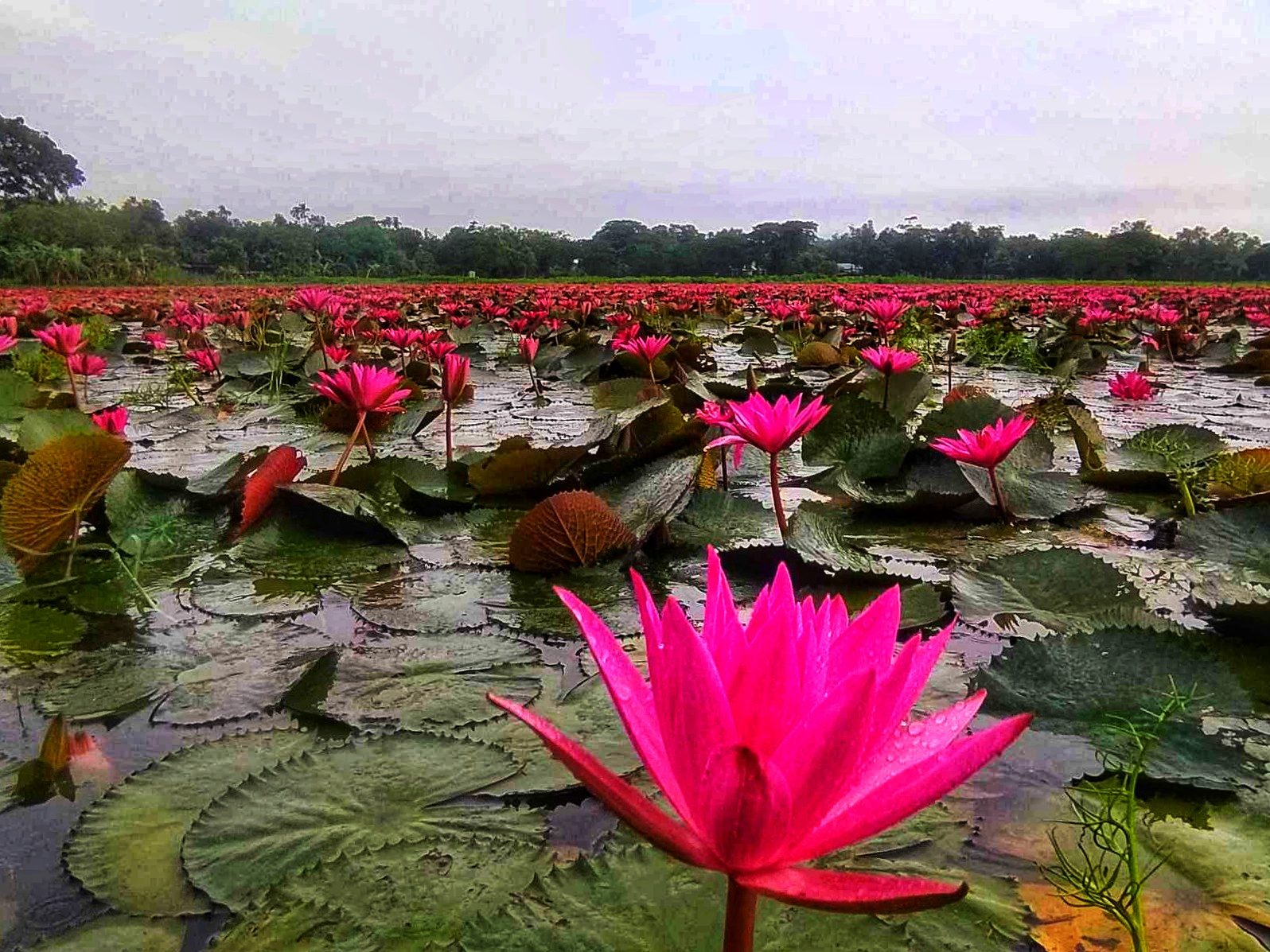 নাড়িয়াপাড়া লাল শাপলা বিল: ছবি ২