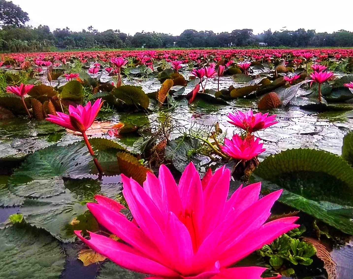 নাড়িয়াপাড়া লাল শাপলা বিল: ছবি ৩