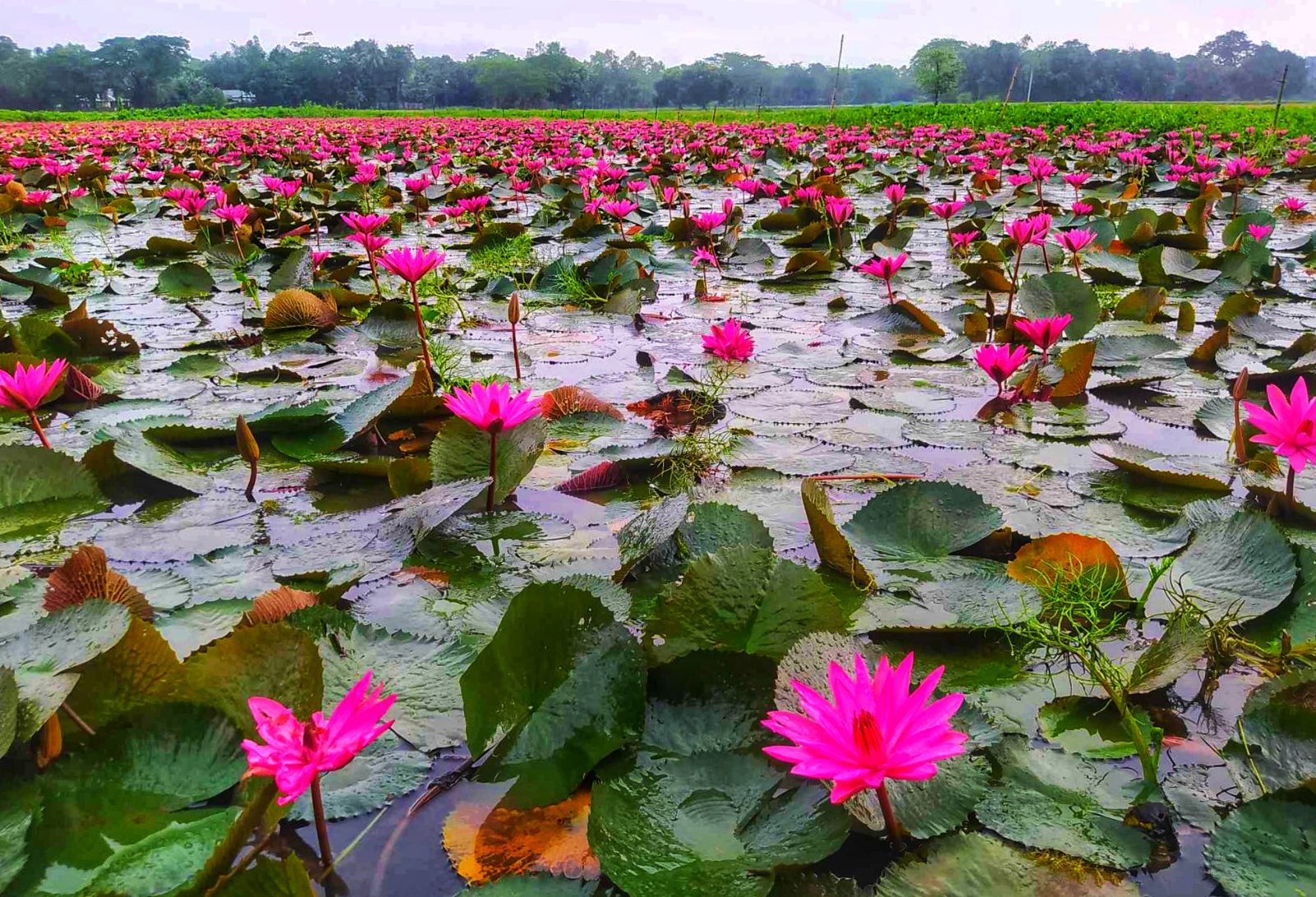 নাড়িয়াপাড়া লাল শাপলা বিল: ছবি ৫