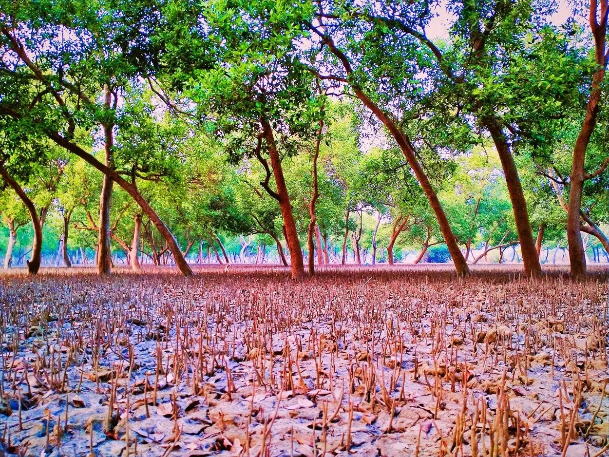 গহিরাপ্যারাবন: ছবি ৬
