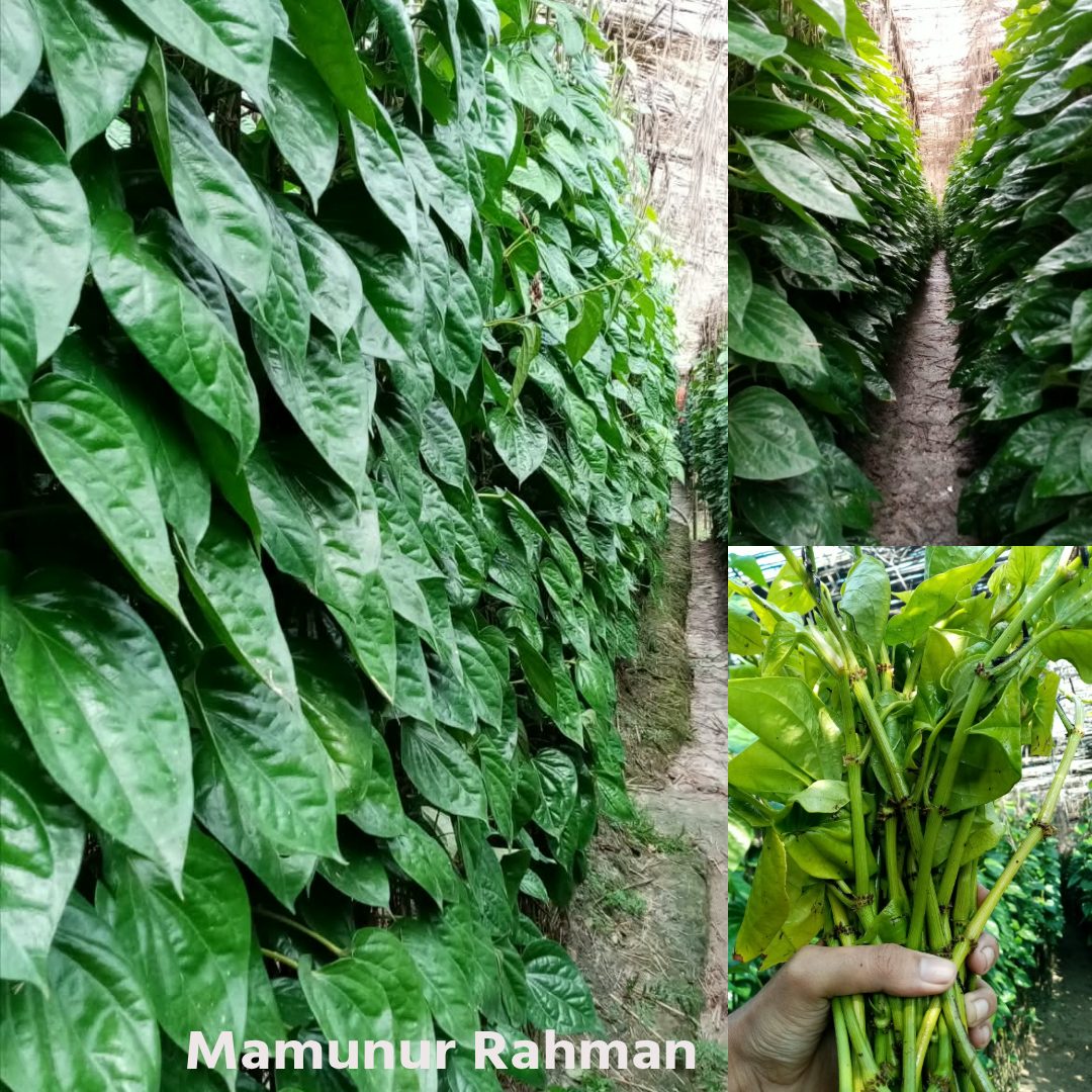 রাজশাহীর পান, বাগমারা, রাজশাহী