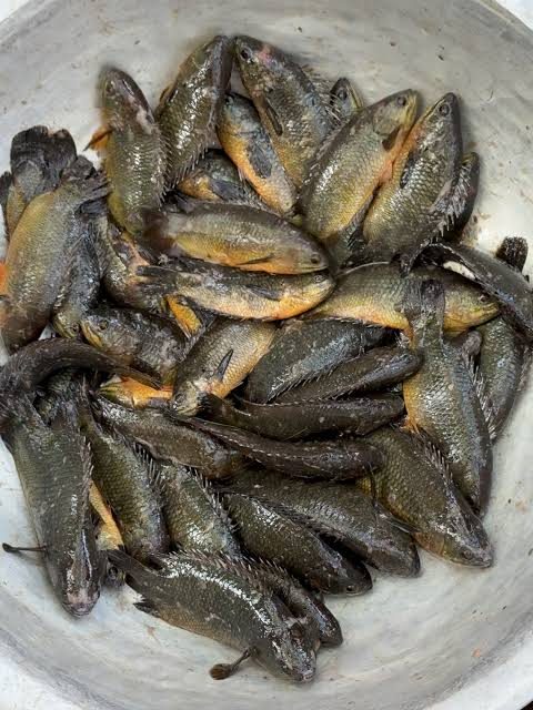 চলনবিলের কৈ, পাবনা
