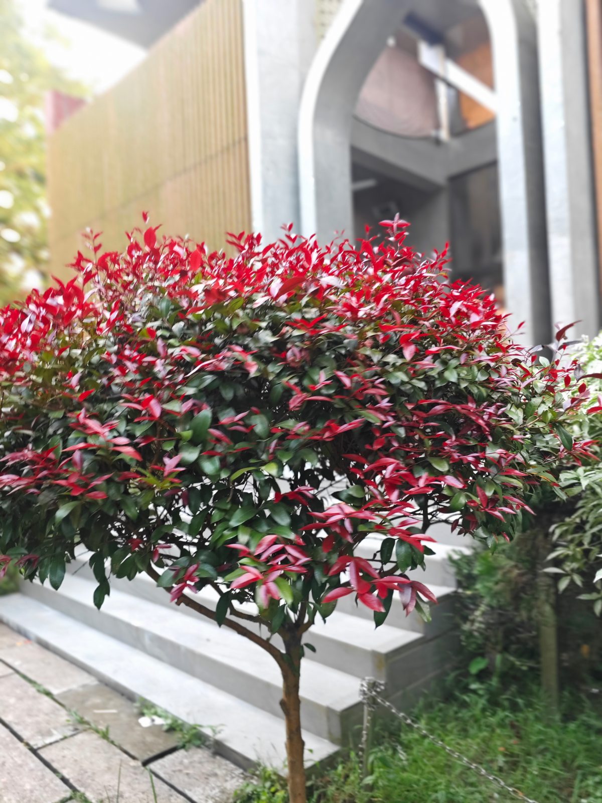 মিয়া বাড়ি জামে মসজিদ: ছবি ৩