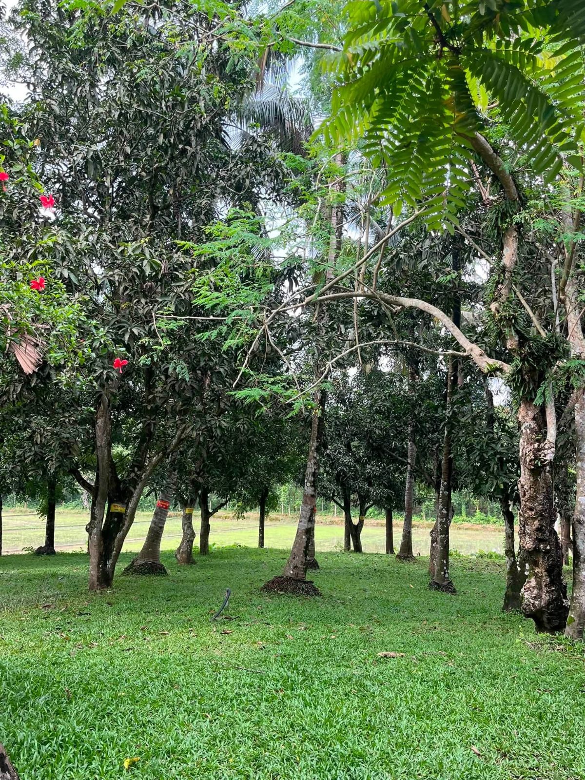 বাংলাদেশের প্রথম প্রধানমন্ত্রী বঙ্গ তাজ তাজউদ্দীন আহমদ এর বাড়ি: ছবি ৩