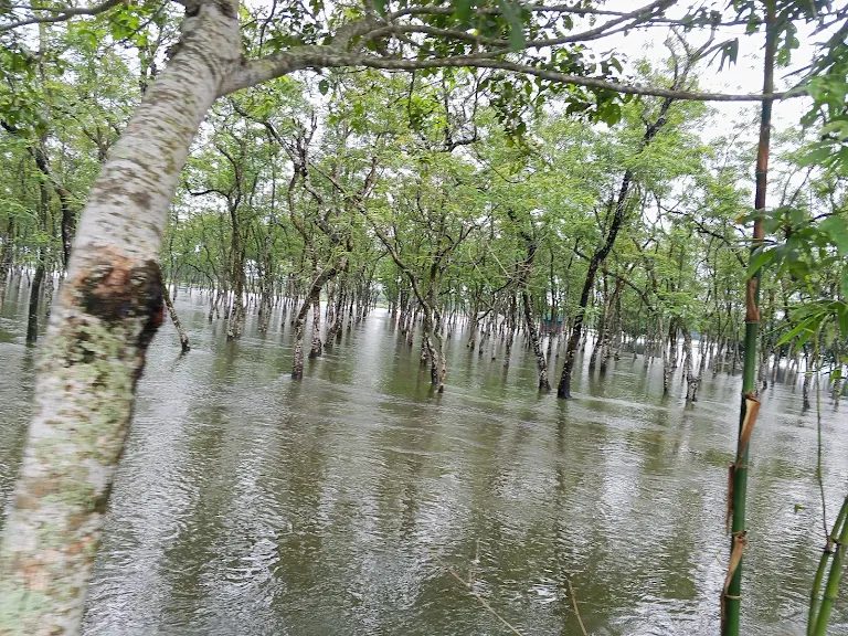 গোমনাতি ফরেস্ট: ছবি ২