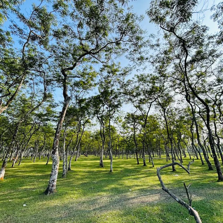 গোমনাতি ফরেস্ট: ছবি ৪