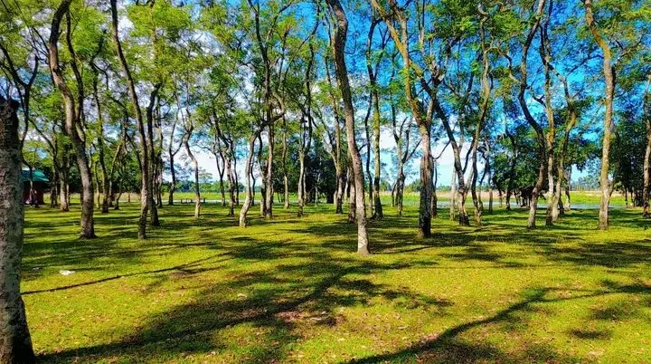 গোমনাতি ফরেস্ট: ছবি ৫