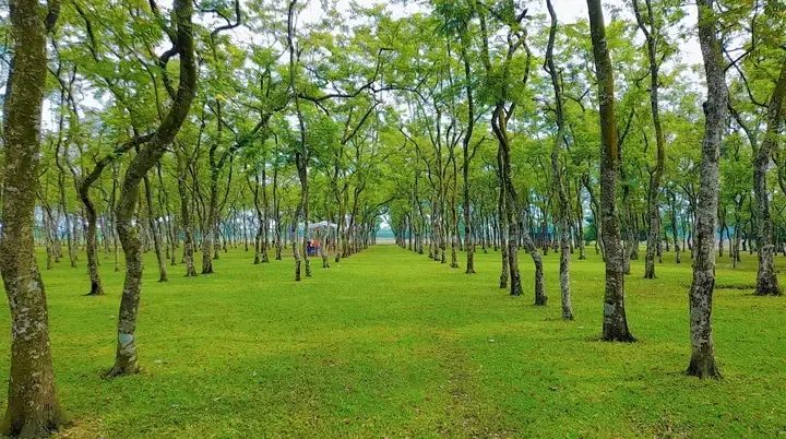 গোমনাতি ফরেস্ট: ছবি ৮