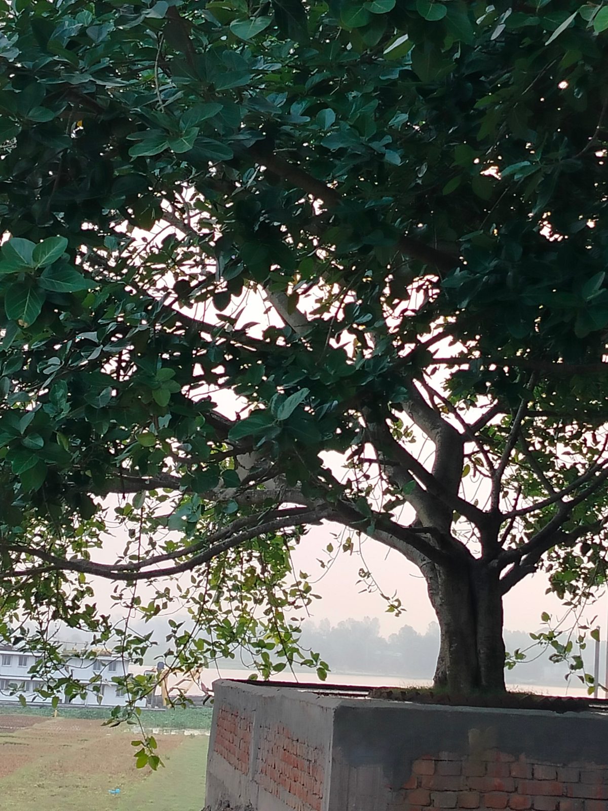 বেড়া পোর্ট: ছবি ৪