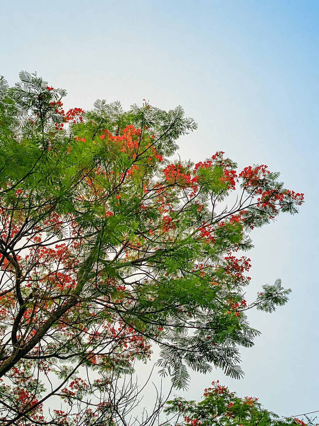 বেড়া পোর্ট: ছবি ৭