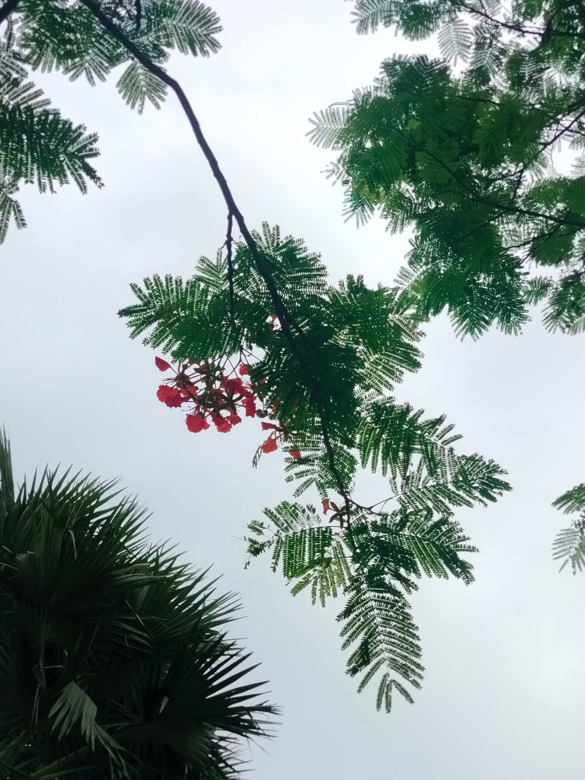 বেড়া পোর্ট: ছবি ৯