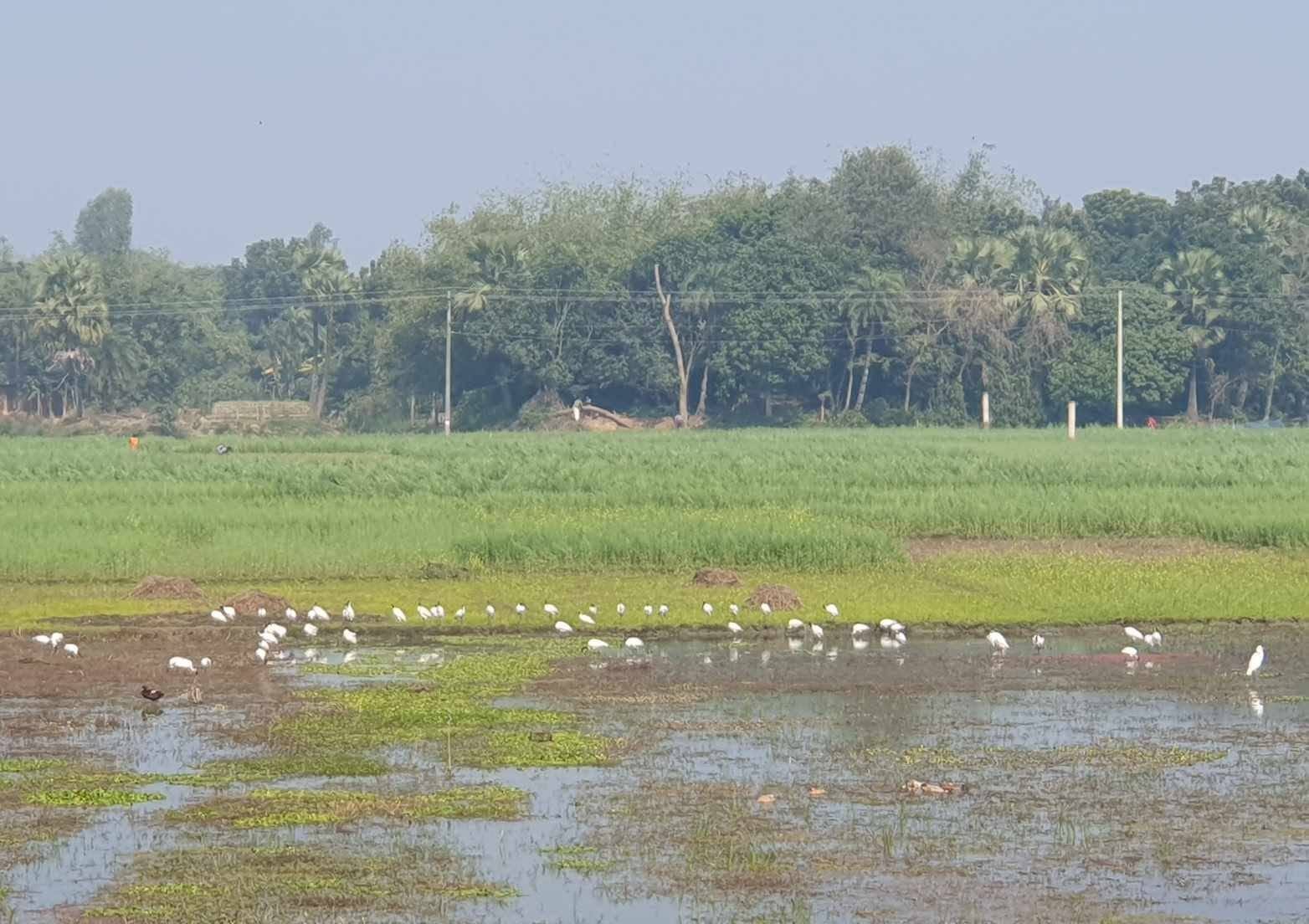 জবই বিল: ছবি ২