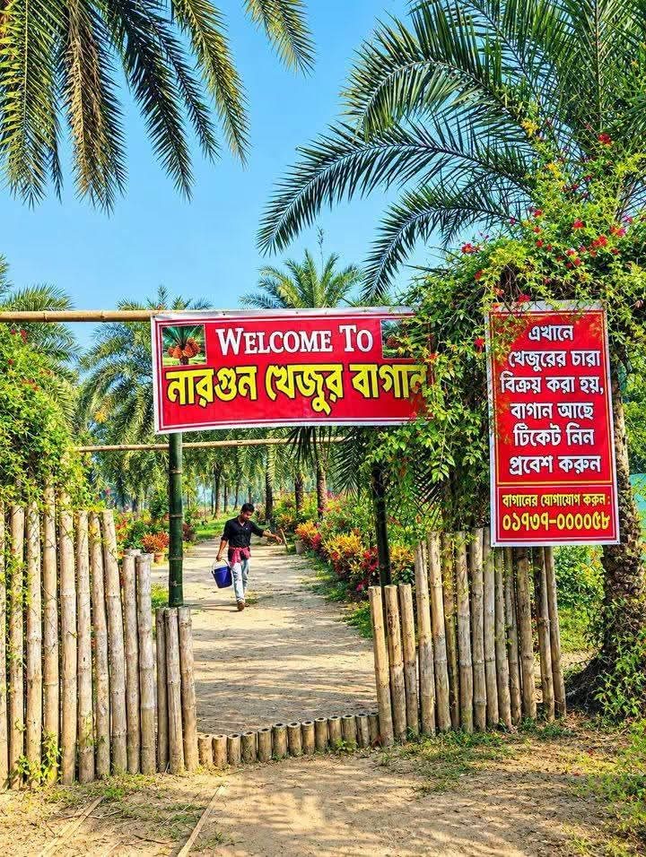 নারগুন খেজুর বাগান, ঠাকুরগাঁও সদর, নারগুন, ঠাকুরগাঁও