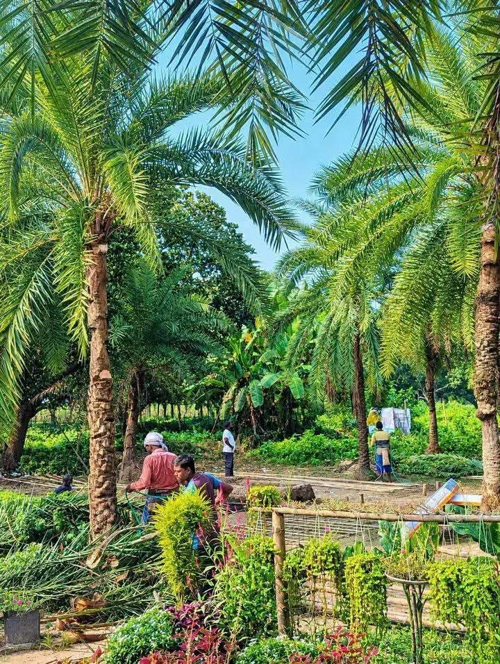 নারগুন খেজুর বাগান: ছবি ৩