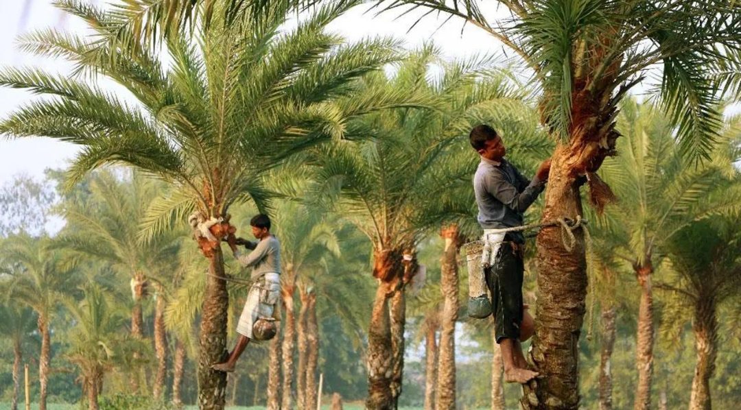নারগুন খেজুর বাগান: ছবি ৪