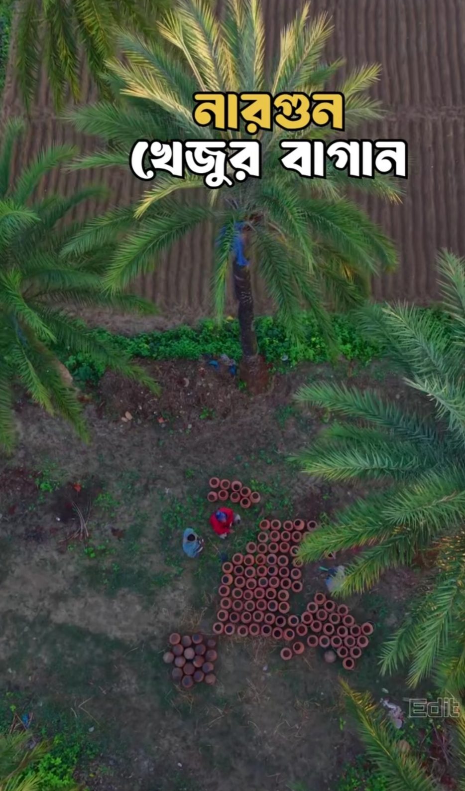 নারগুন খেজুর বাগান: ছবি ৭