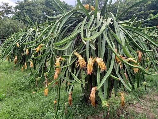 হর্টিকালচার সেন্টার, বান্দরবান: ছবি ৪