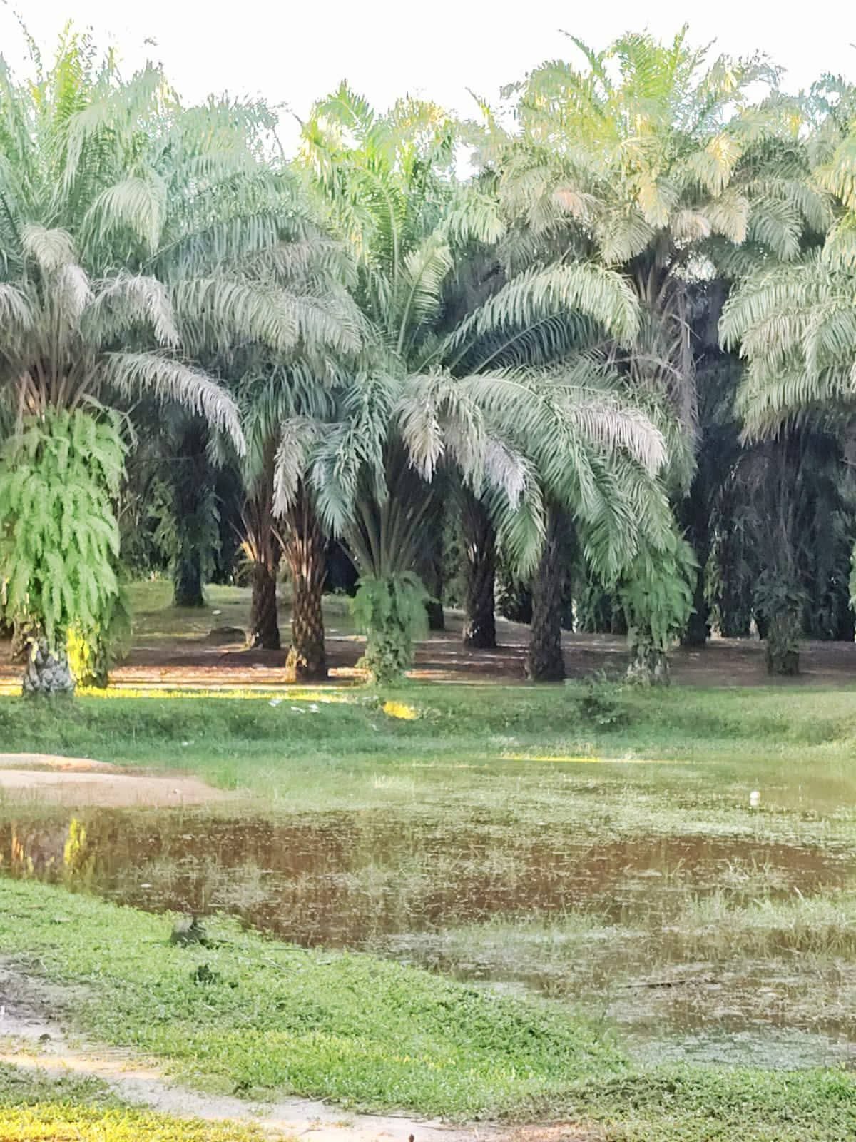 পাম বাগান: ছবি ৪