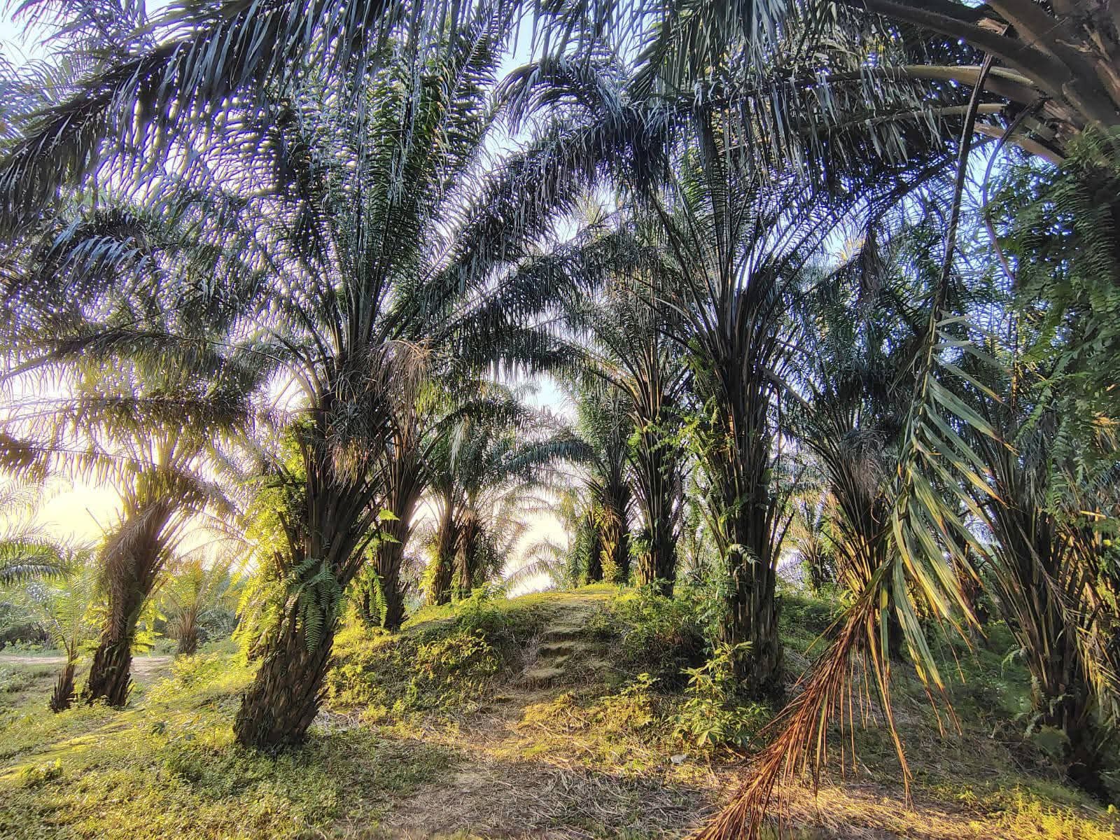 পাম বাগান: ছবি ৬
