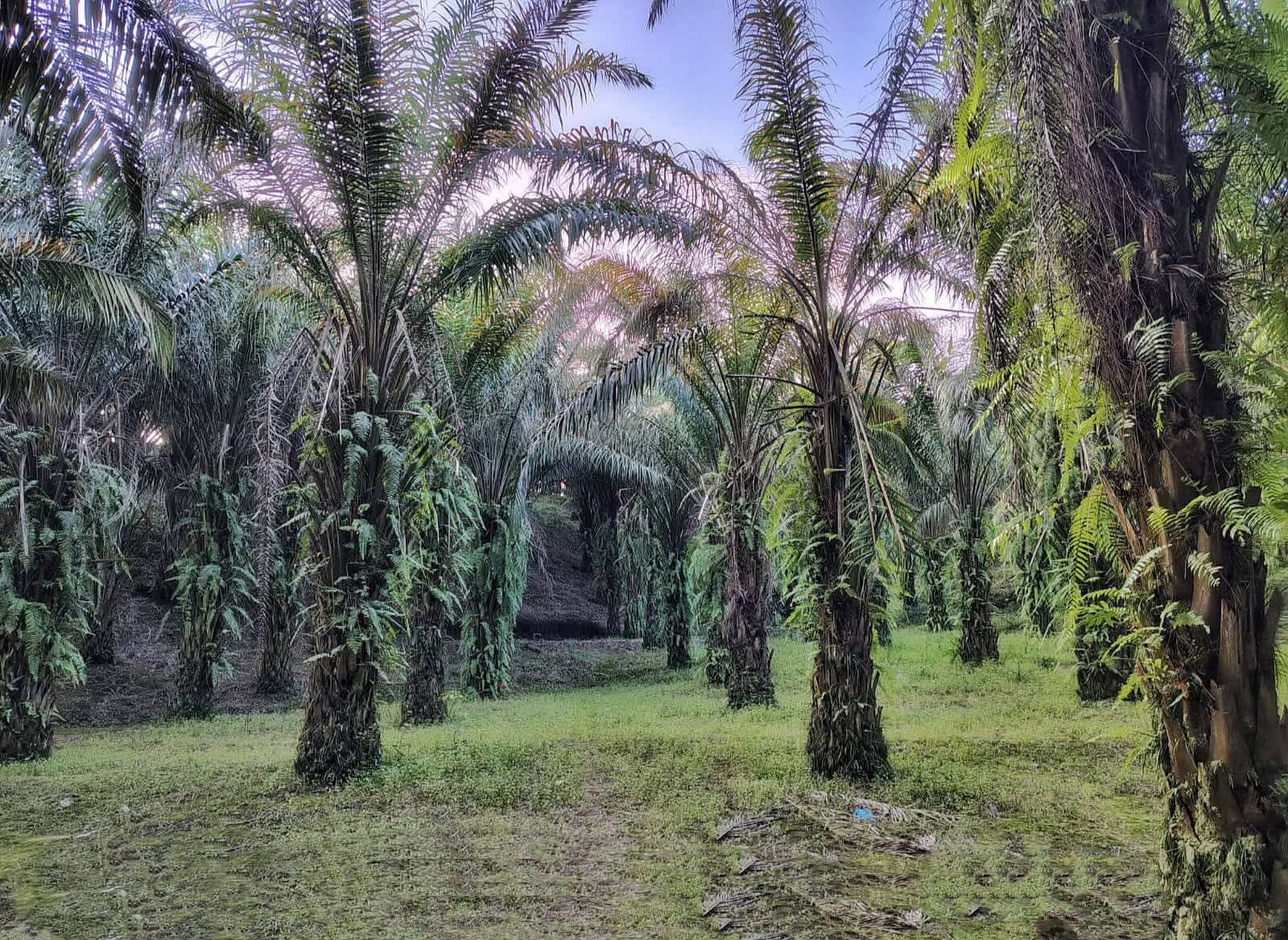 পাম বাগান: ছবি ৯