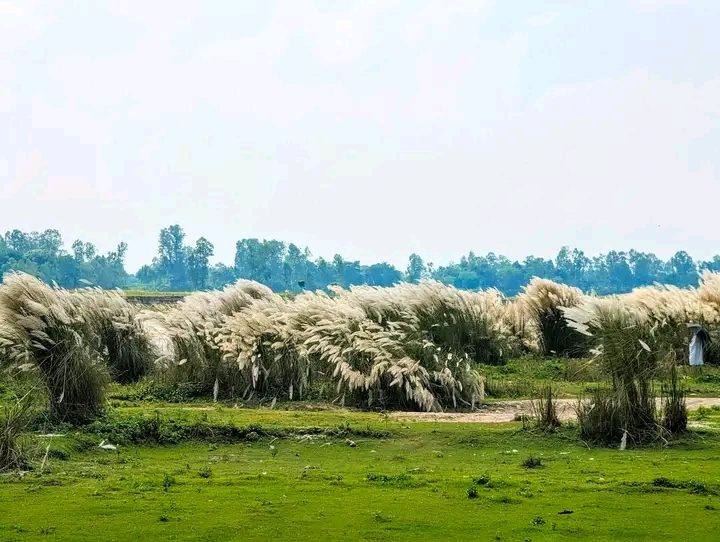 মহিপুর তিস্তা ব্রিজ,  রংপুর: ছবি ৯