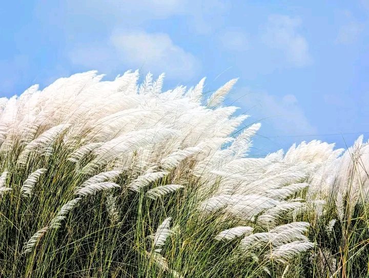 মহিপুর তিস্তা ব্রিজ,  রংপুর: ছবি ১০