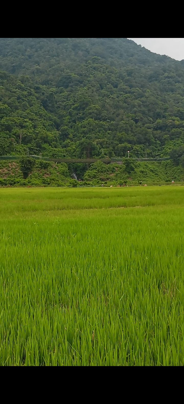 রুবাই ছড়া, কোম্পানীগঞ্জ, সিলেট