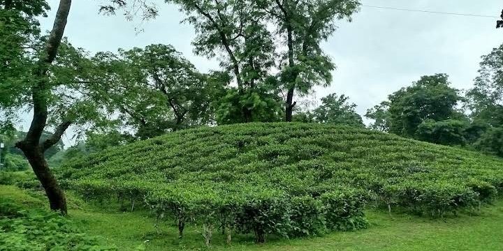 পুকুরিয়া বেঁলগাও চা-বাগান: ছবি ২
