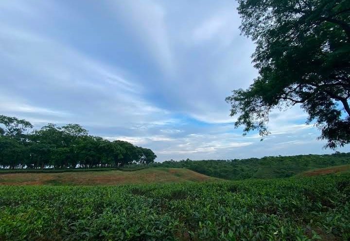 পুকুরিয়া বেঁলগাও চা-বাগান: ছবি ৩
