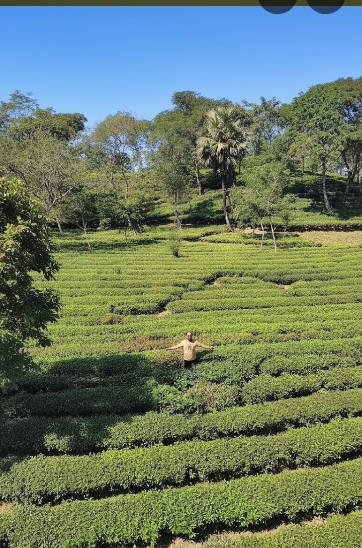 পুকুরিয়া বেঁলগাও চা-বাগান: ছবি ৪