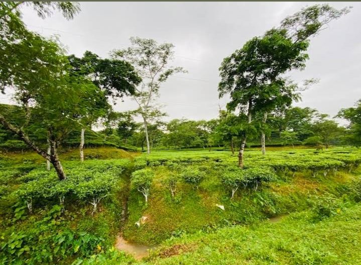 পুকুরিয়া বেঁলগাও চা-বাগান: ছবি ৫