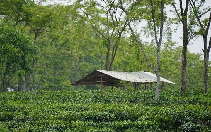 পুকুরিয়া বেঁলগাও চা-বাগান: ছবি ৭