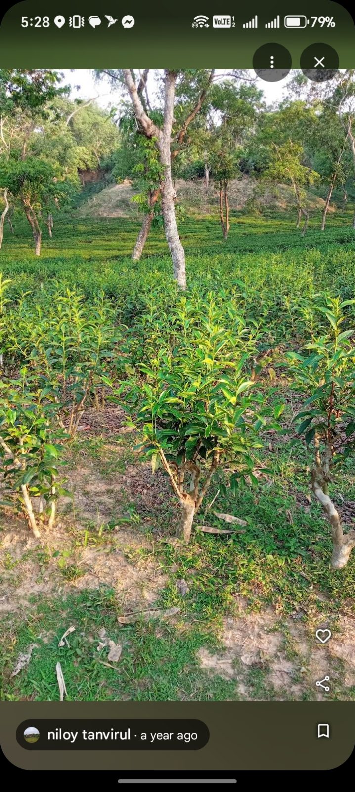 পুকুরিয়া বেঁলগাও চা-বাগান: ছবি ৮