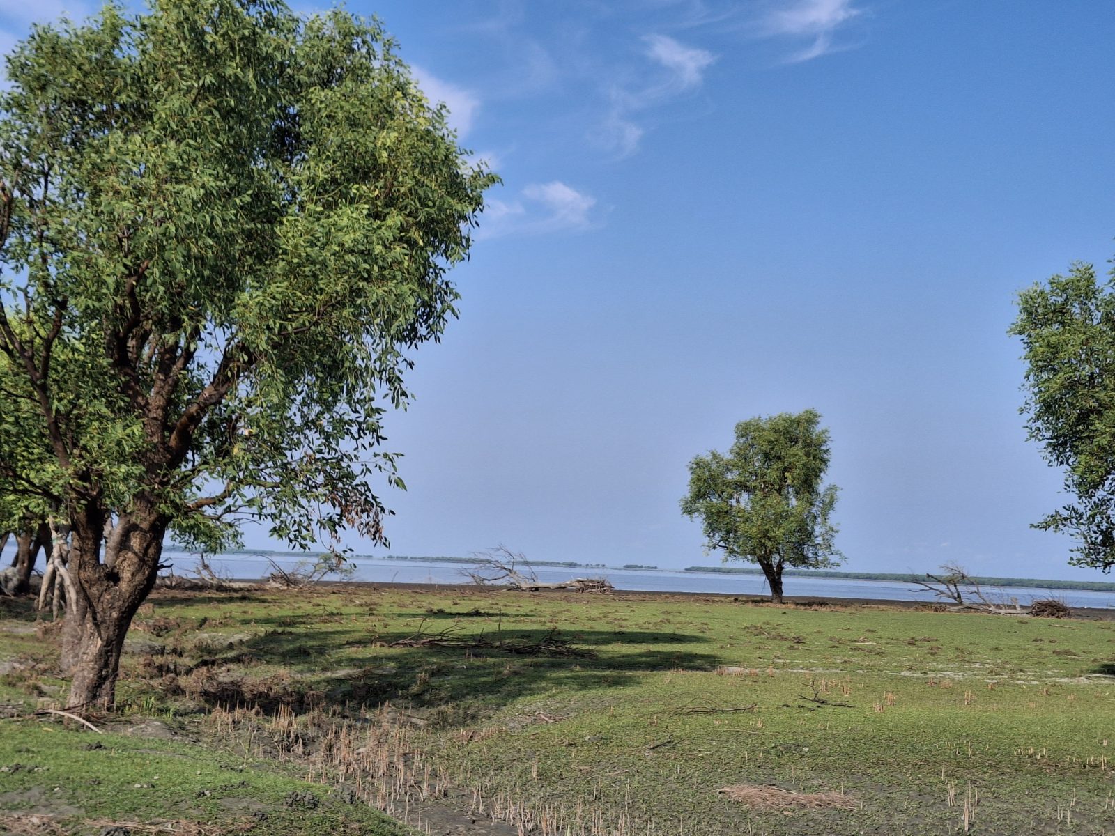 মায়াবী সি বীজ, চর নিজাম, ভোলা