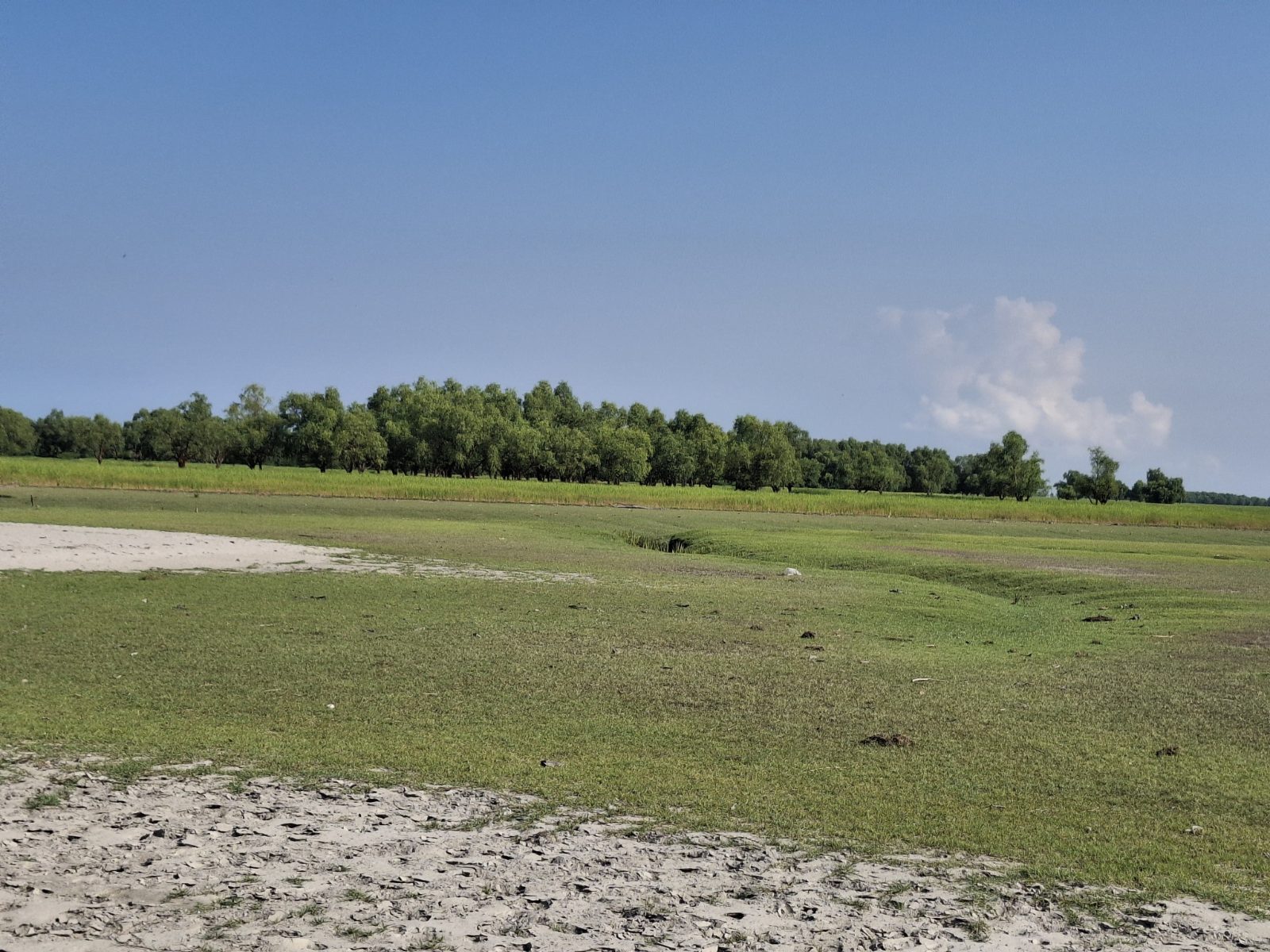 মায়াবী সি বীজ: ছবি ২