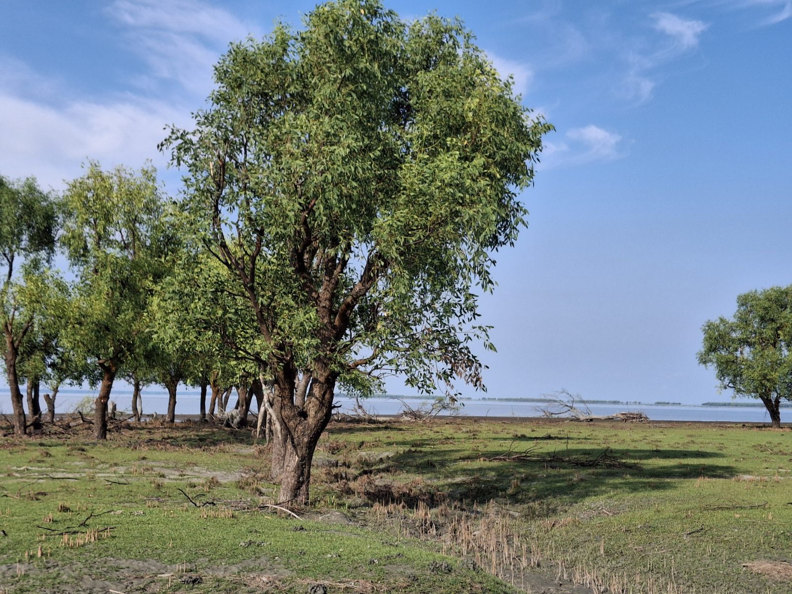 মায়াবী সি বীজ: ছবি ৩