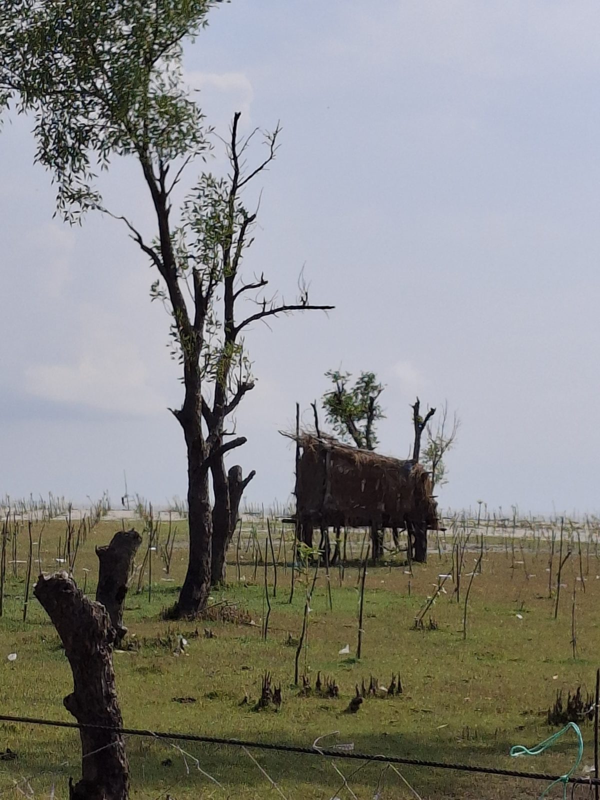 মায়াবী সি বীজ: ছবি ৫
