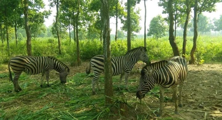 গাজীপুর সাফারি পার্ক: ছবি ৪
