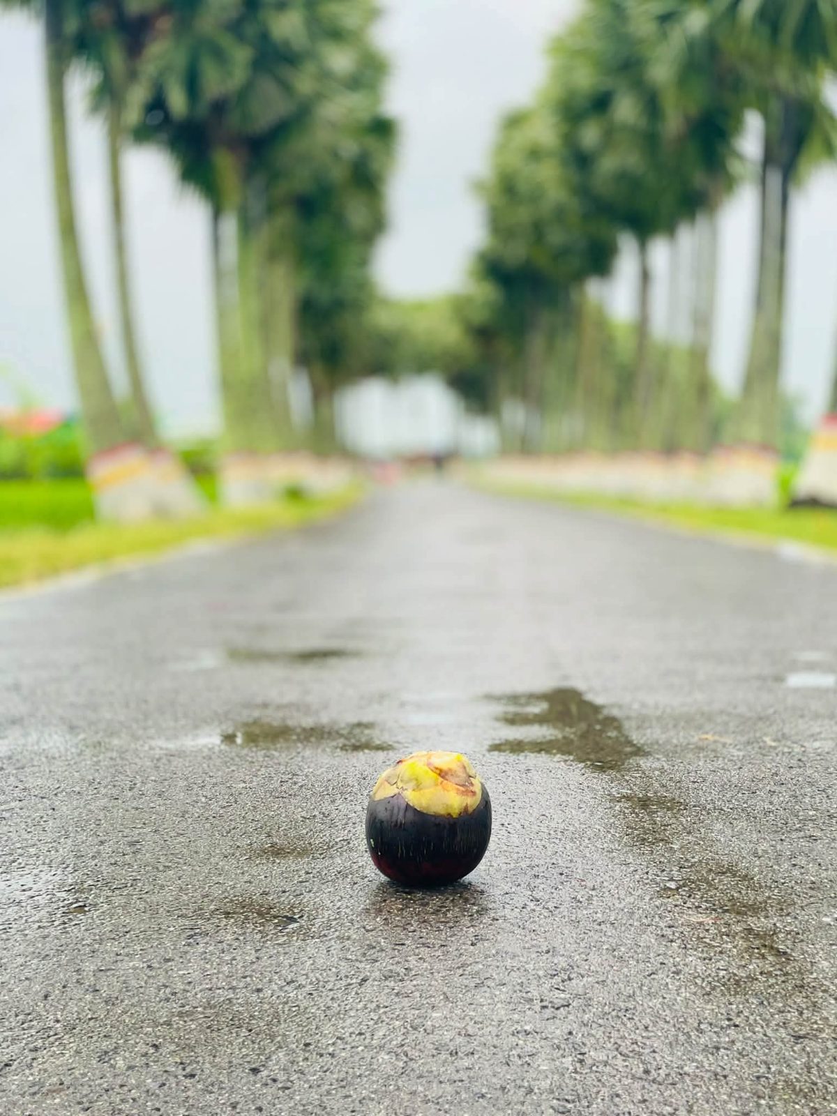 তালতলী, (ঘুঘুডাঙ্গা): ছবি ৩