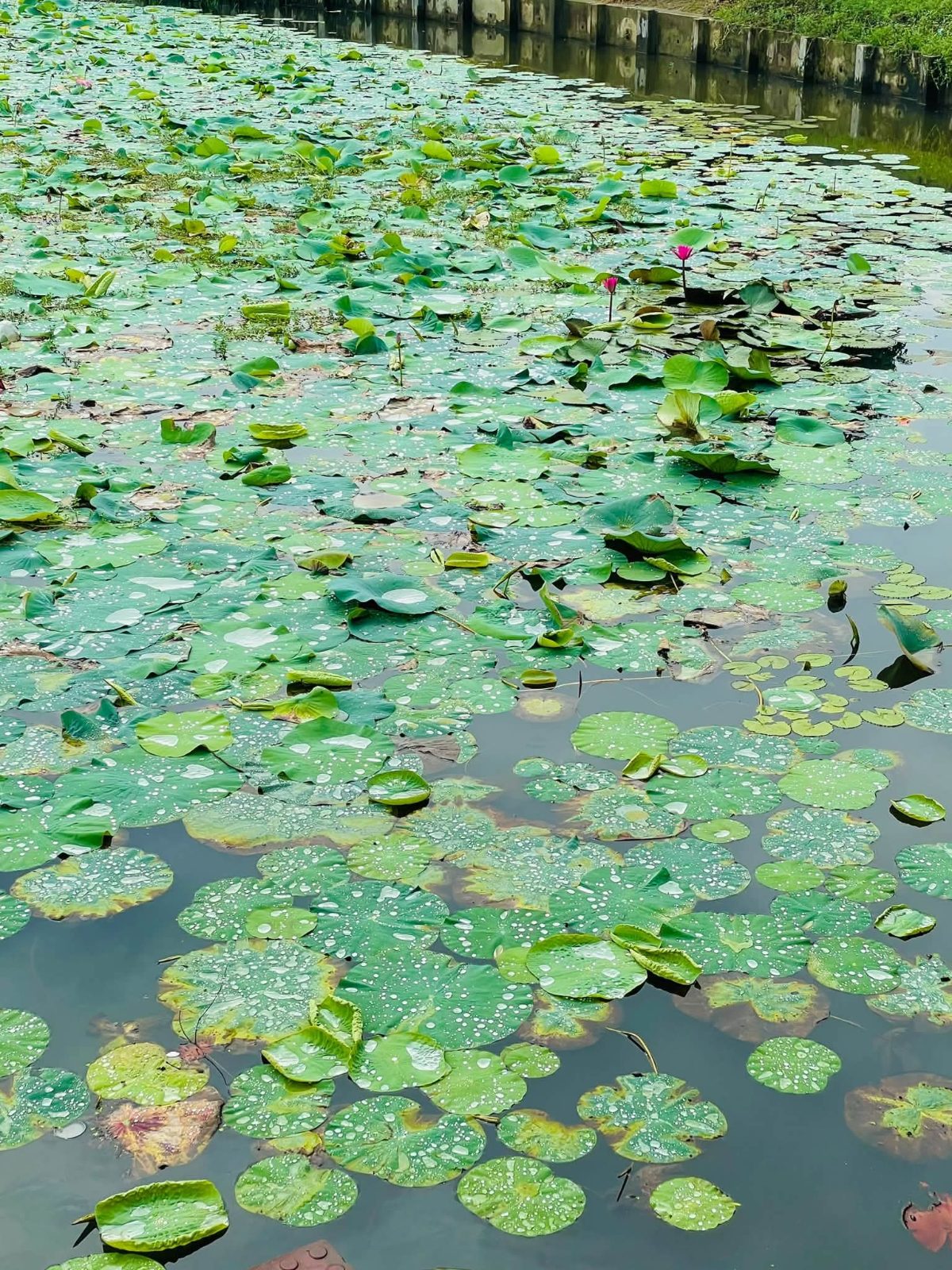 তালতলী, (ঘুঘুডাঙ্গা): ছবি ৫