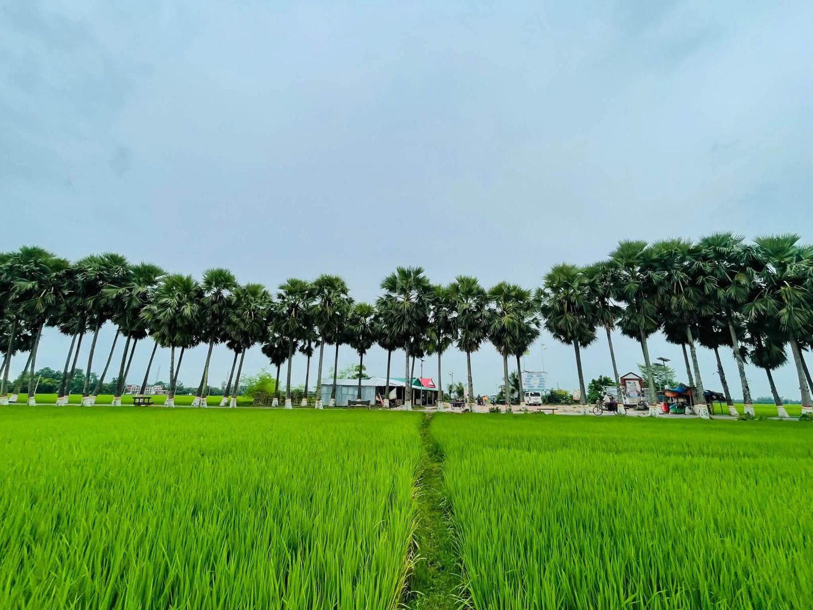 তালতলী, (ঘুঘুডাঙ্গা): ছবি ৬