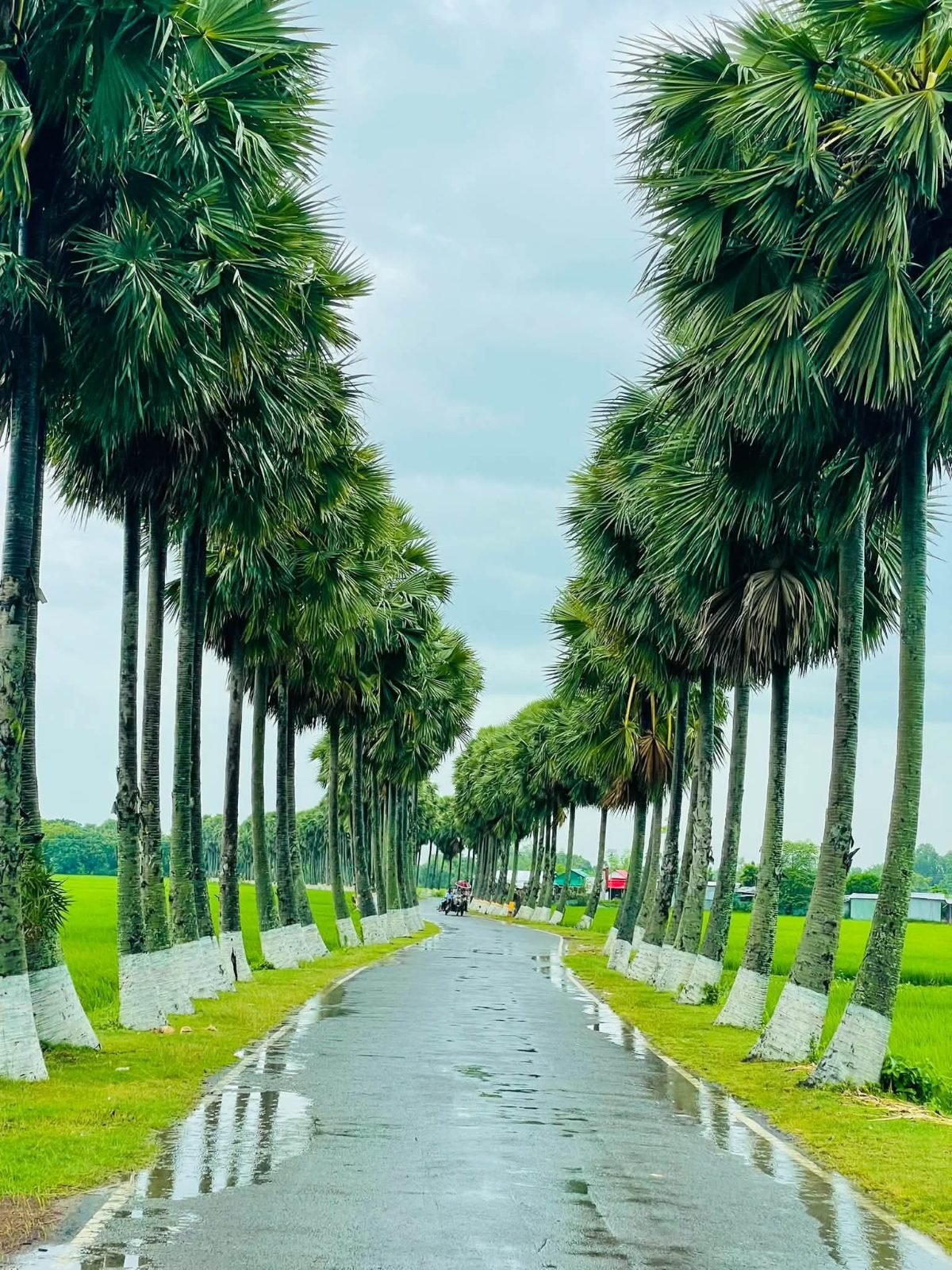 তালতলী, (ঘুঘুডাঙ্গা): ছবি ৮