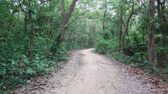 নওদাবাস শালবন: ছবি ২