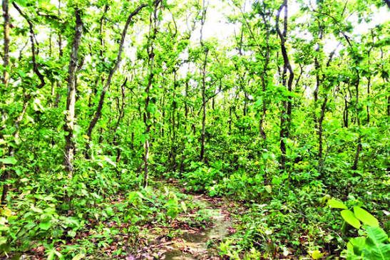 নওদাবাস শালবন: ছবি ৩