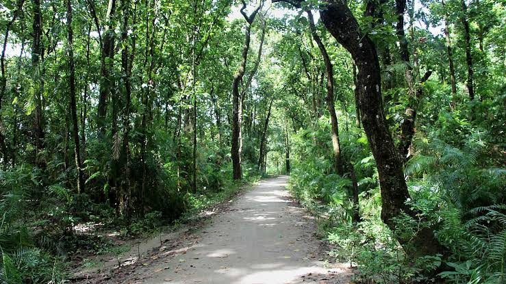 নওদাবাস শালবন: ছবি ৫